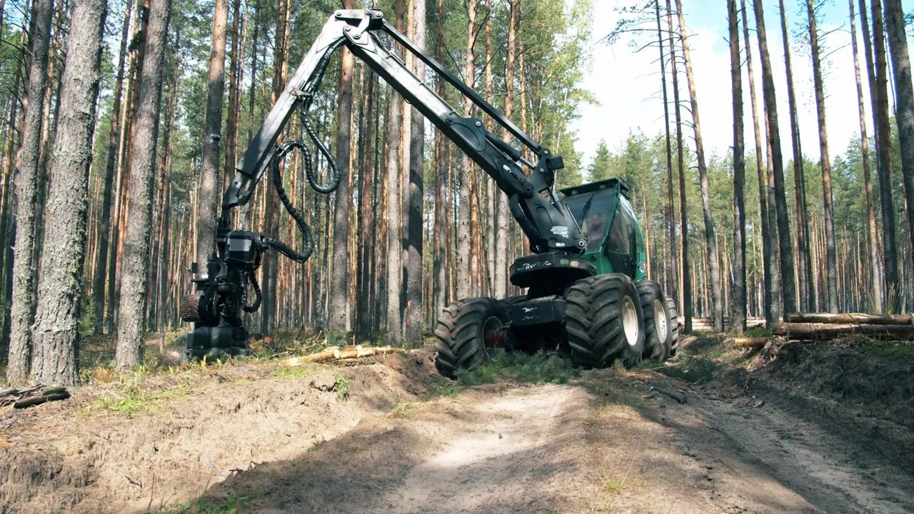 A mechanised harvester working among tall plantation trees