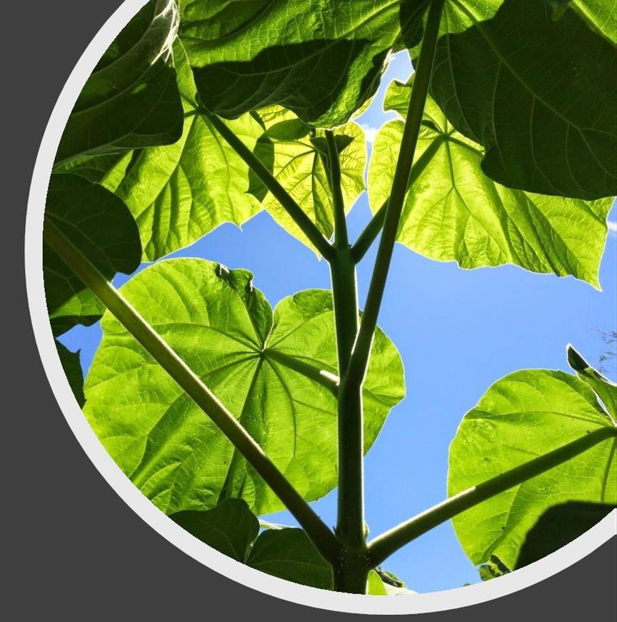 Looking up through broad paulownia leaves to a bright sky