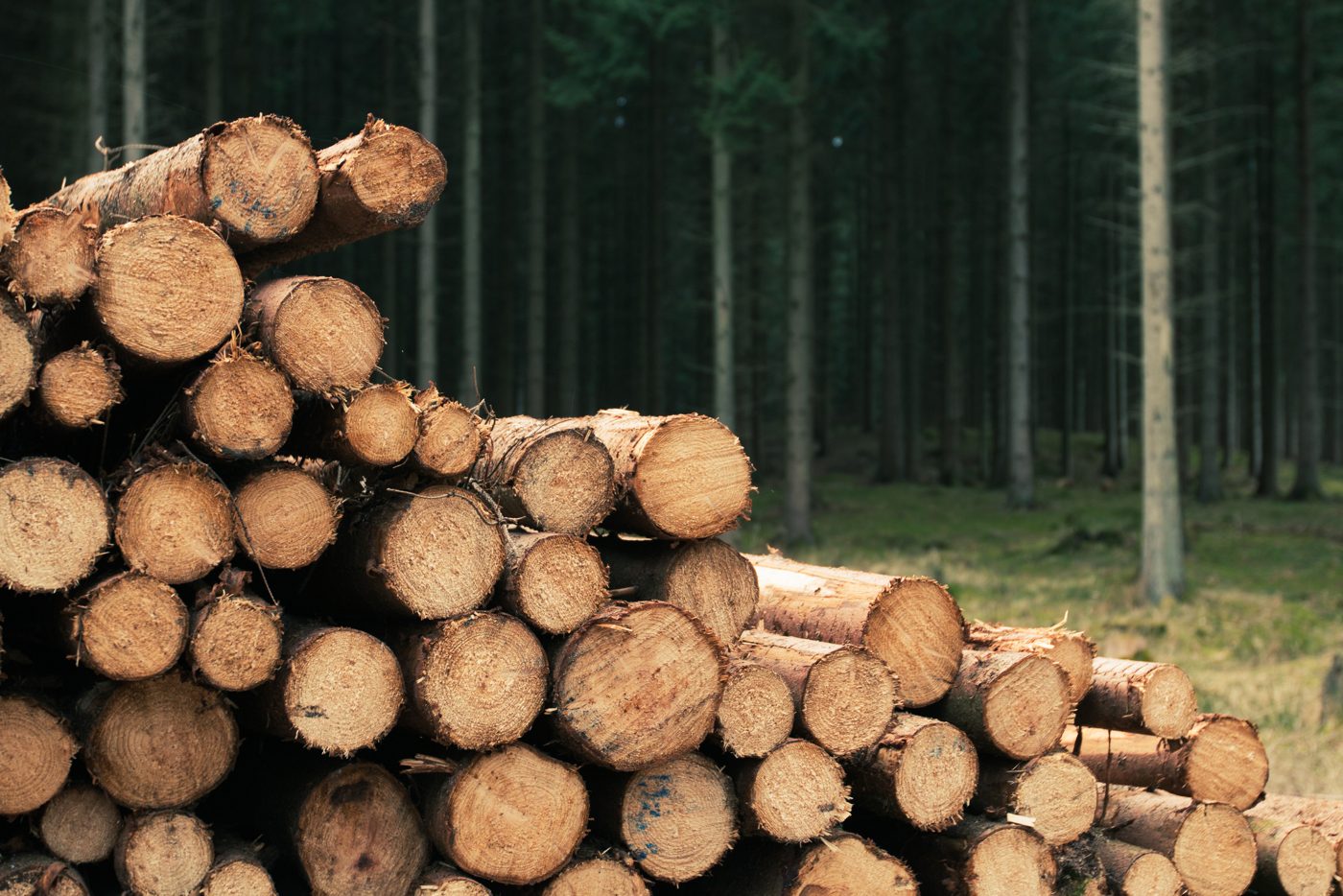 A neatly stacked pile of freshly cut timber logs