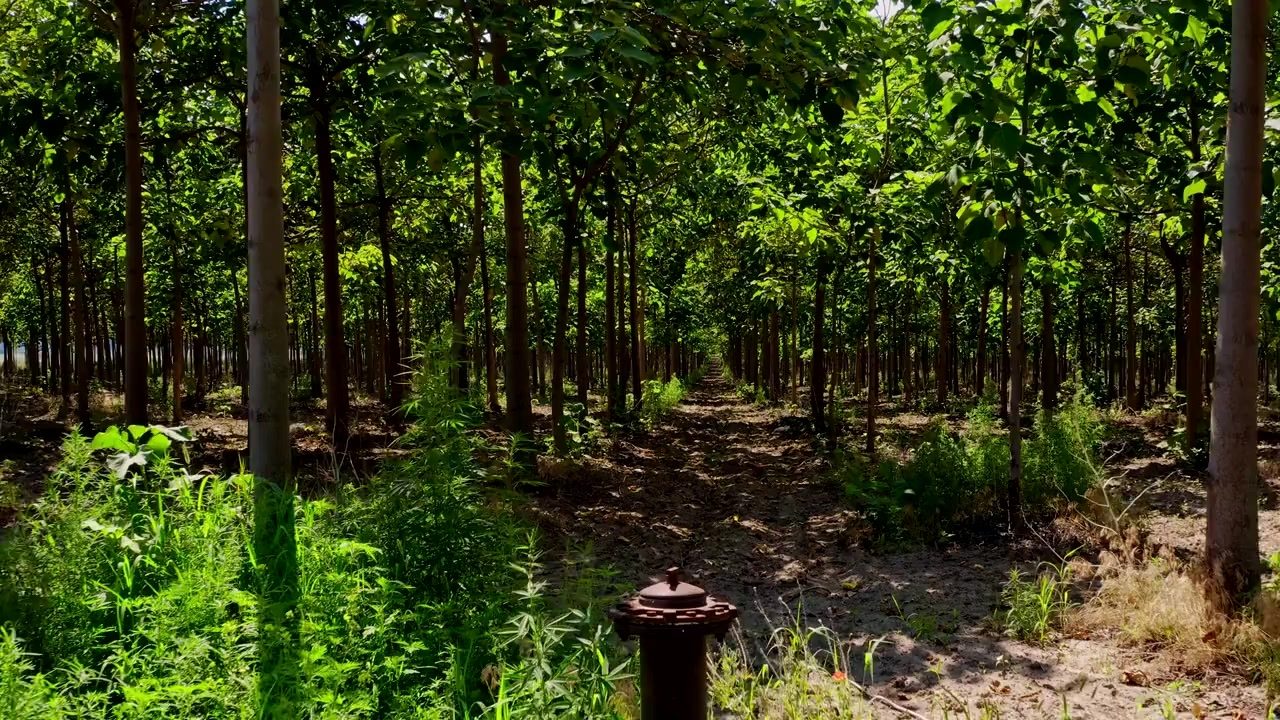 Rows of young paulownia trees in a managed plantation