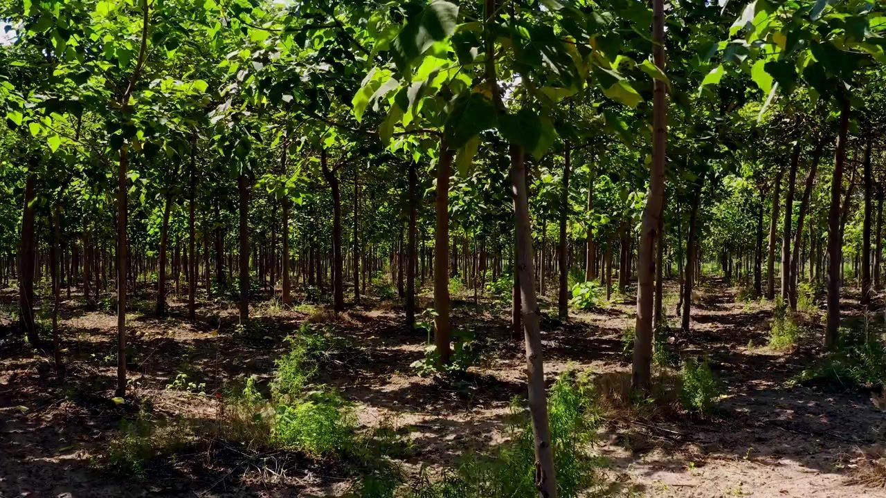 A maturing paulownia plantation seen down its planted rows