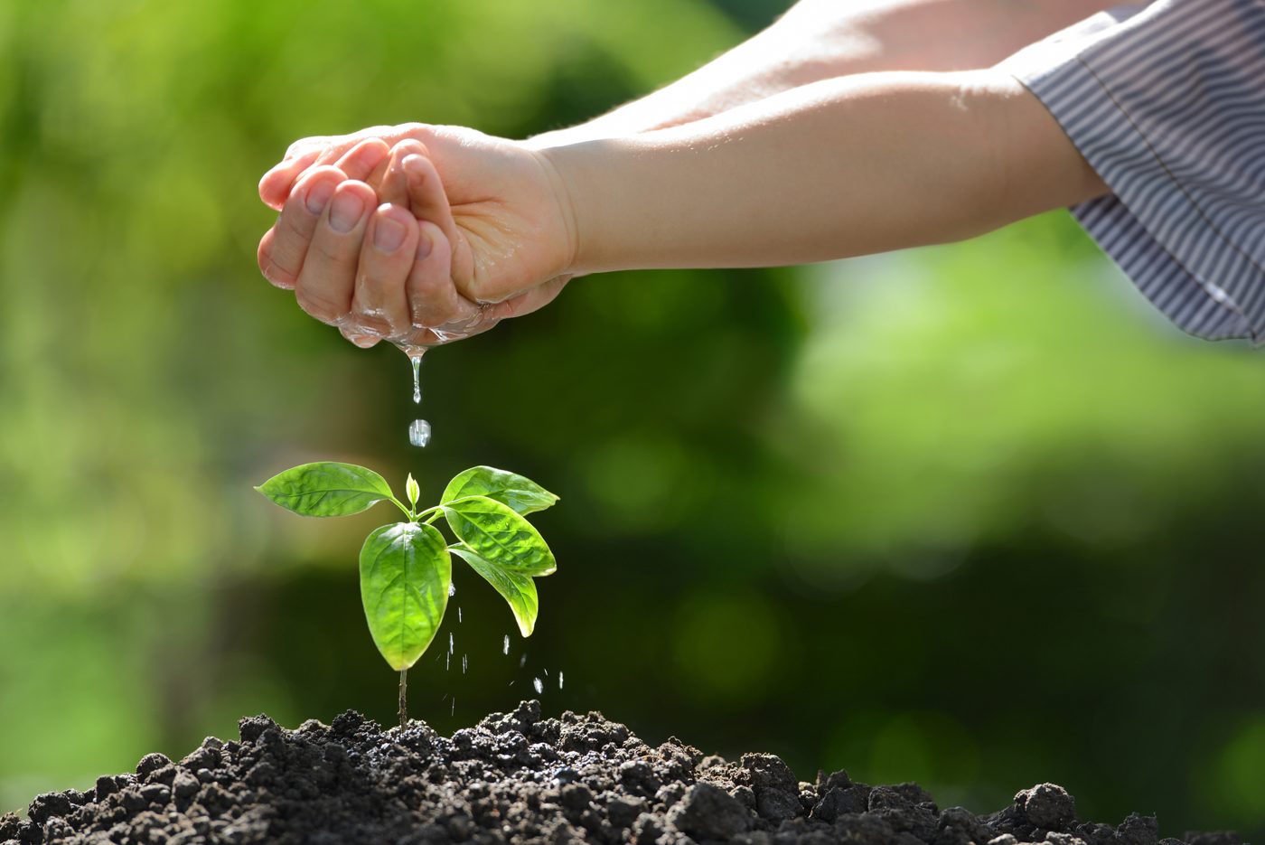 A hand cupping a young tree seedling growing from dark soil