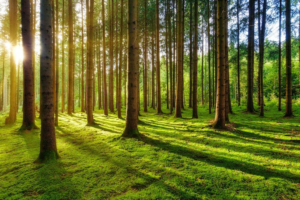 Sunlight breaking through the trunks of a tall forest