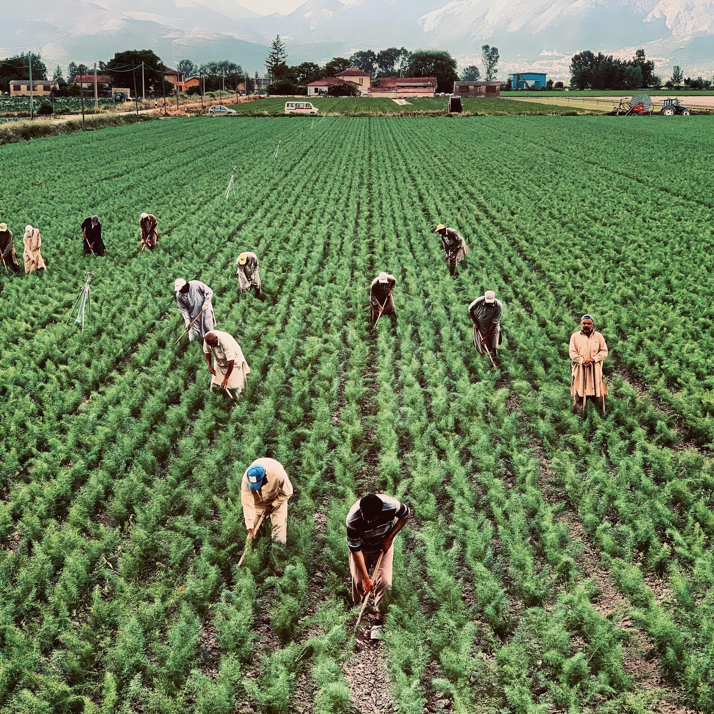 Aerial view of workers tending a large cultivated field